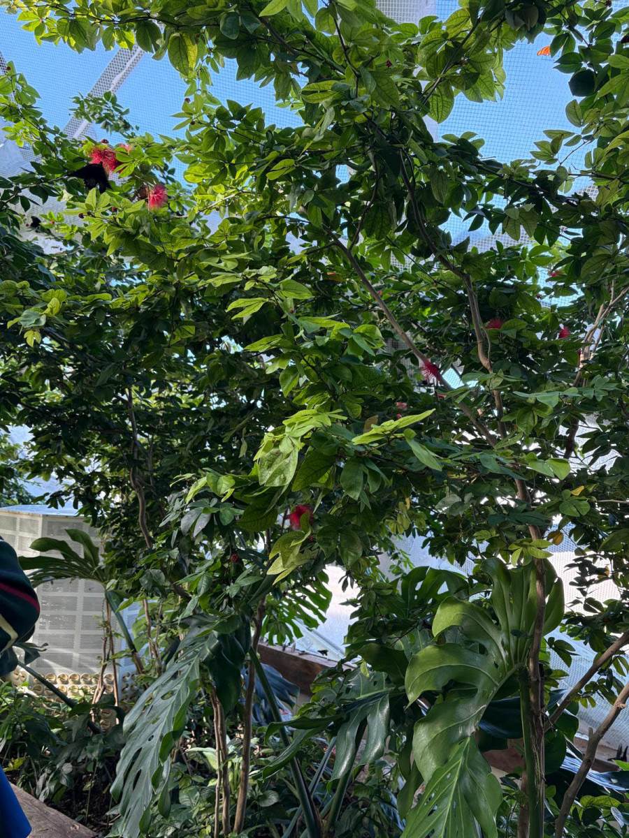 Tropski vrt leptira (7).jpg