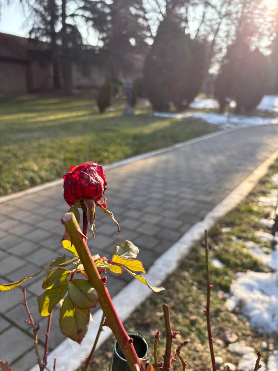 Procvetala ruža usred zime (2).jpg