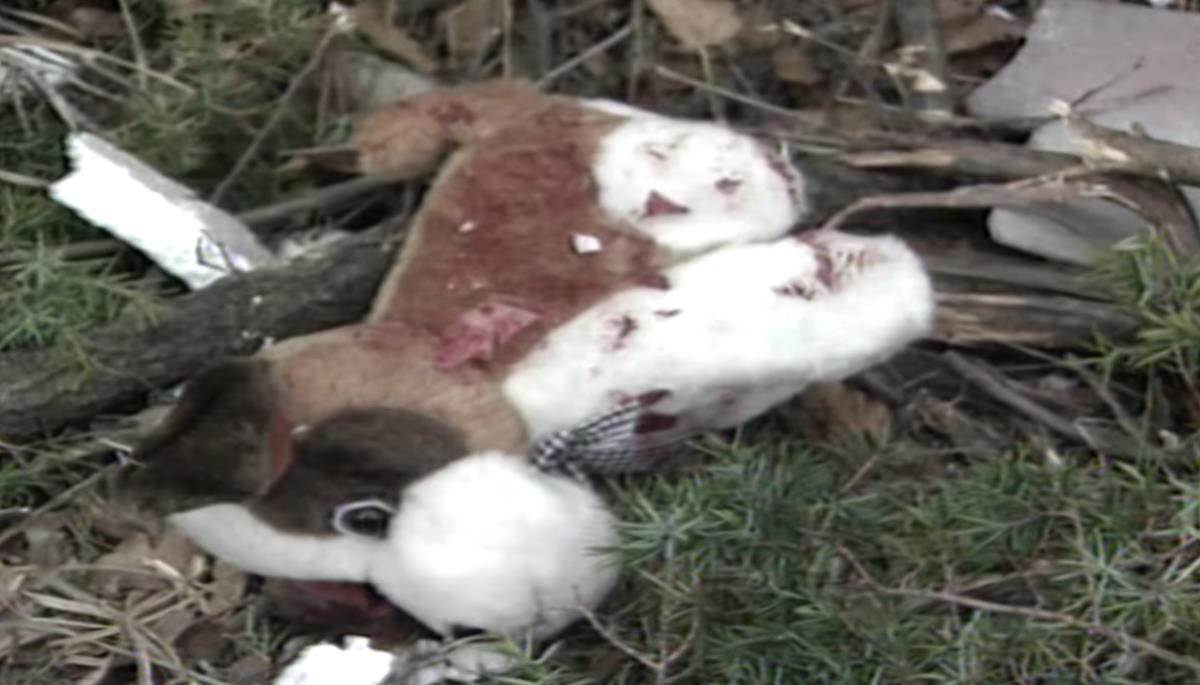 nesreća u Crnoj Gori (2).jpg