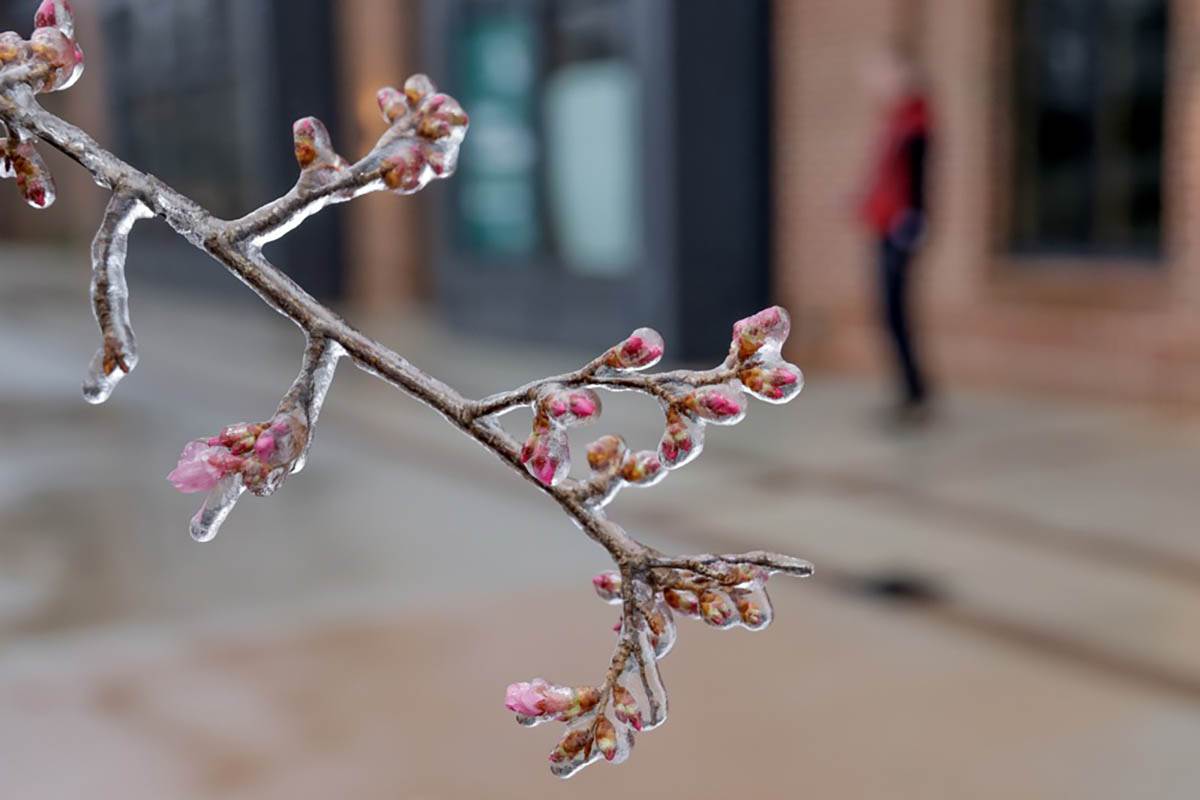 Snežna oluja u Americi (1).jpg