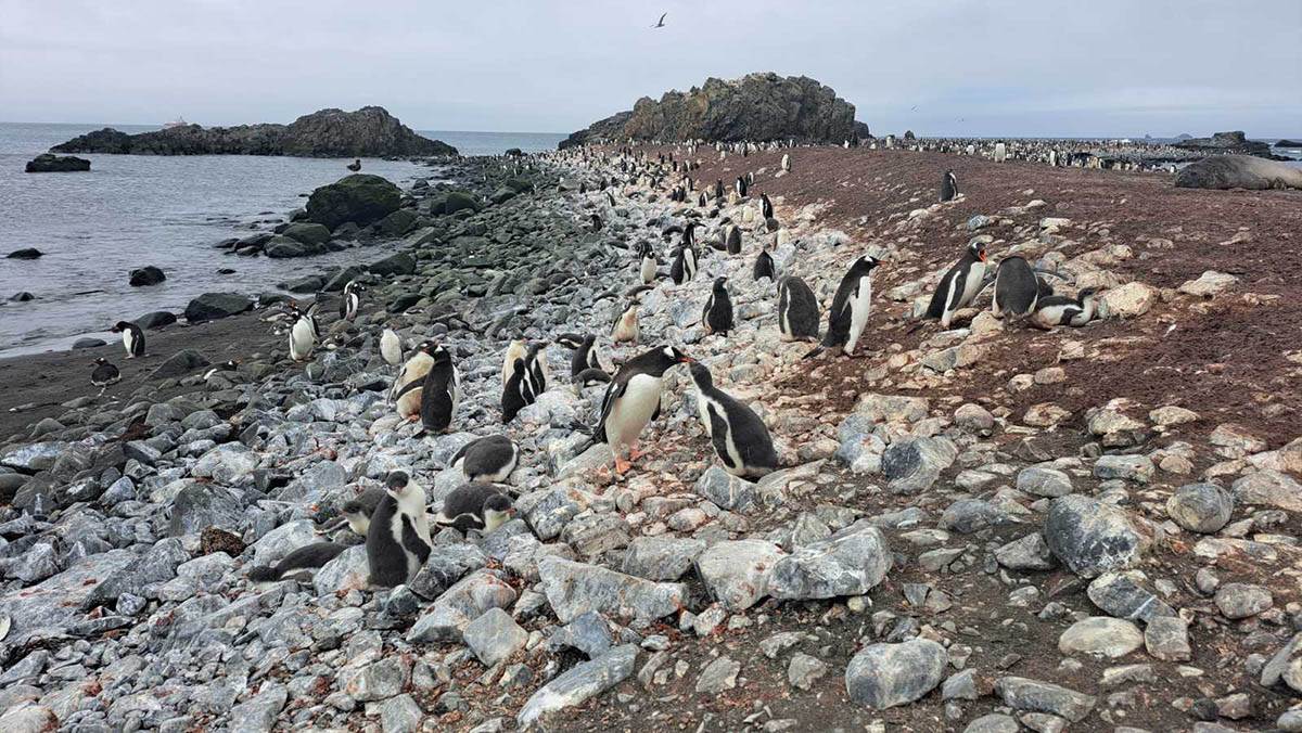 Crnogorski naučnici na Antartiku (3).jpg