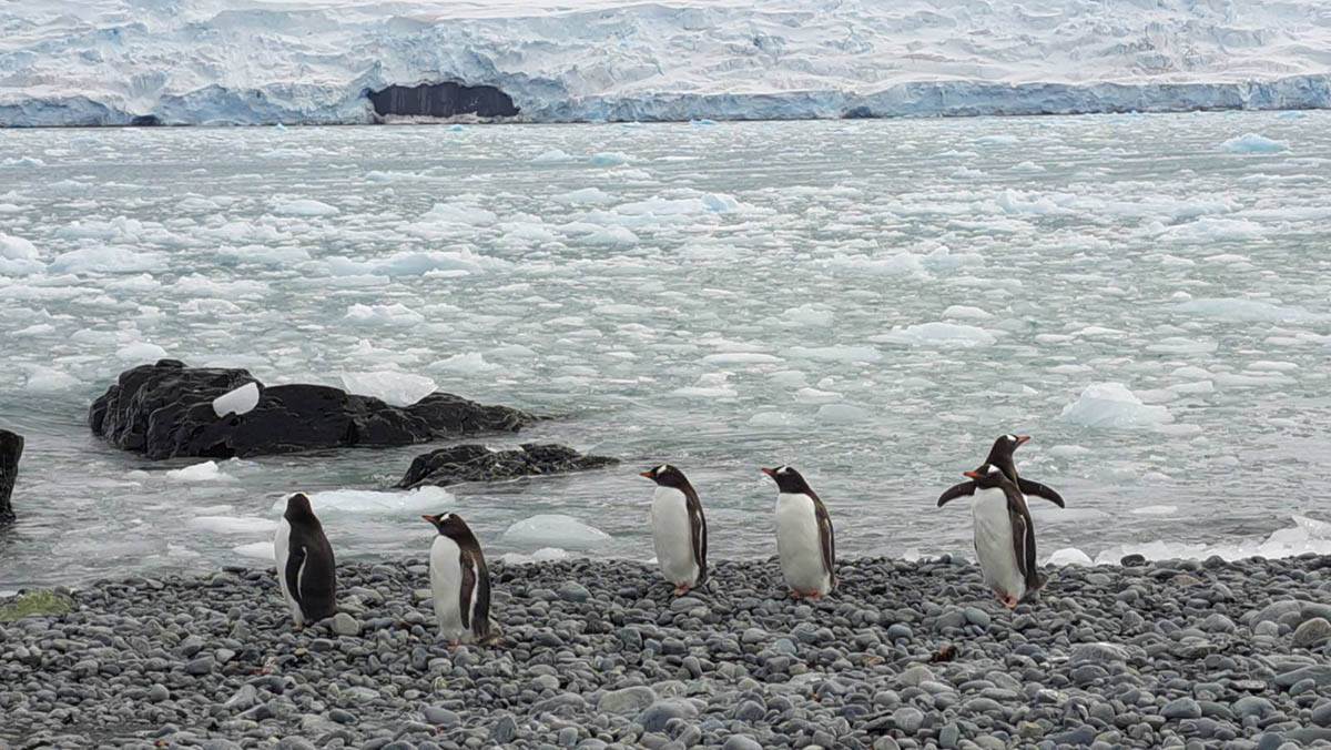 Crnogorski naučnici na Antartiku (6).jpg