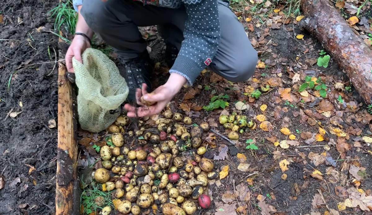 Danac dao otkaz i otišao da živi u prirodi (6).jpg