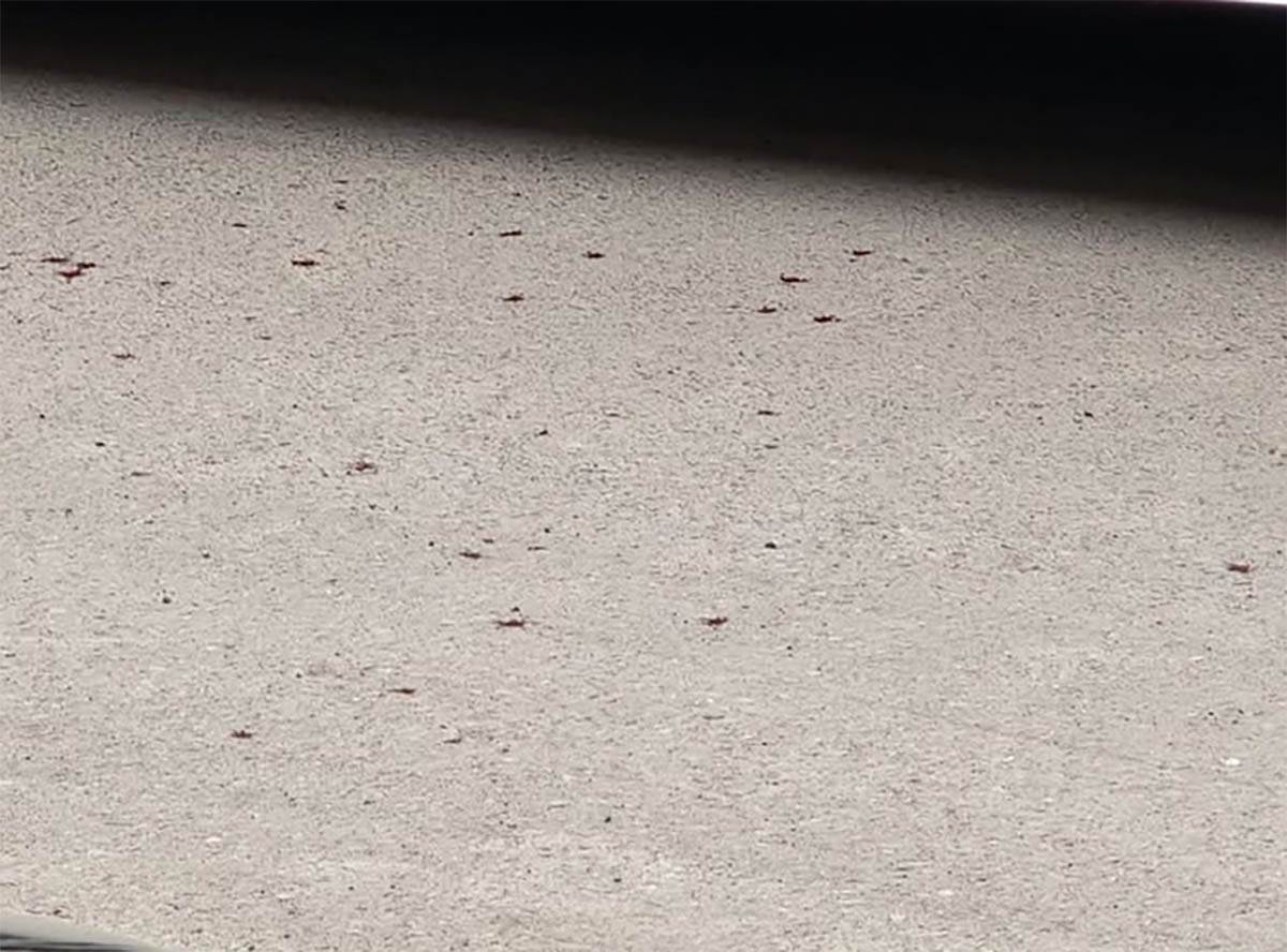 Izboden taksista u Novom Sadu