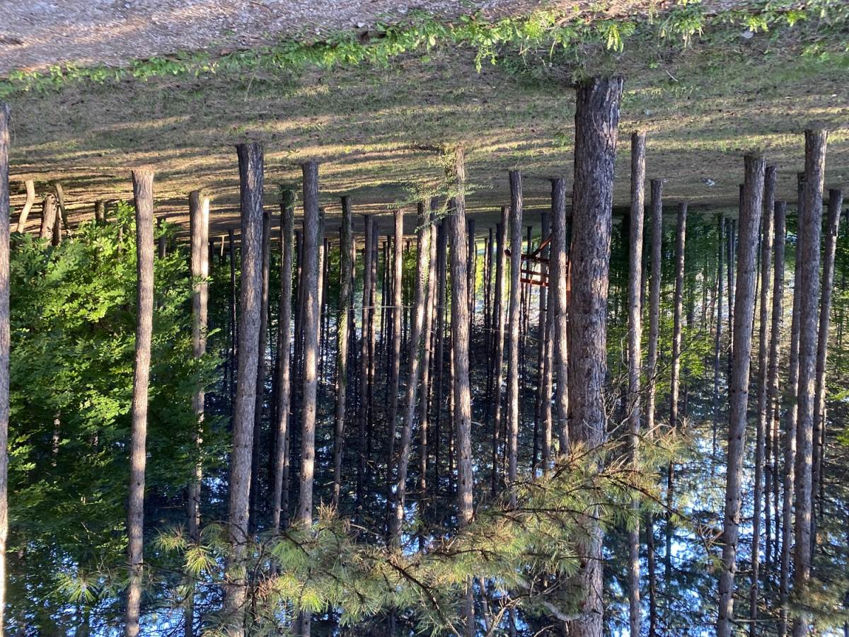 Borova šuma u Sokobanji