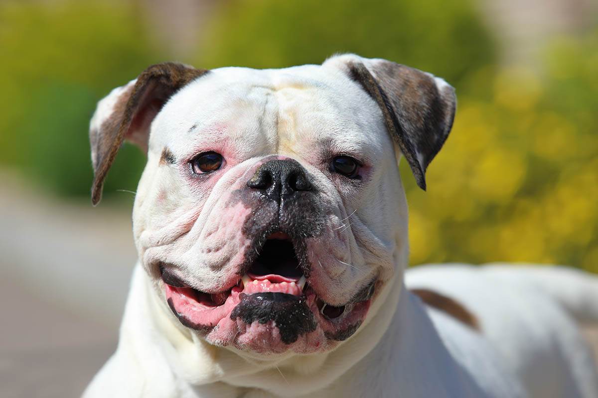 Beli pas sa braon ušima rase američki buldog
