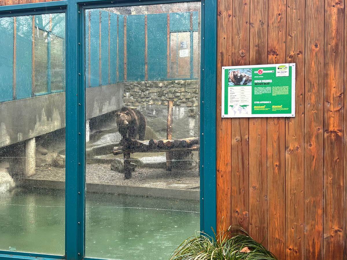 Izašao medved u Zoo vrtu (3).jpg