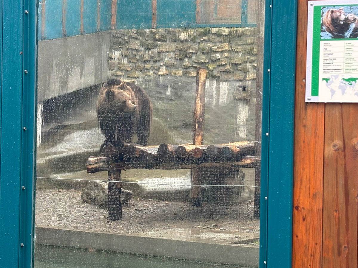 Izašao medved u Zoo vrtu (4).jpg