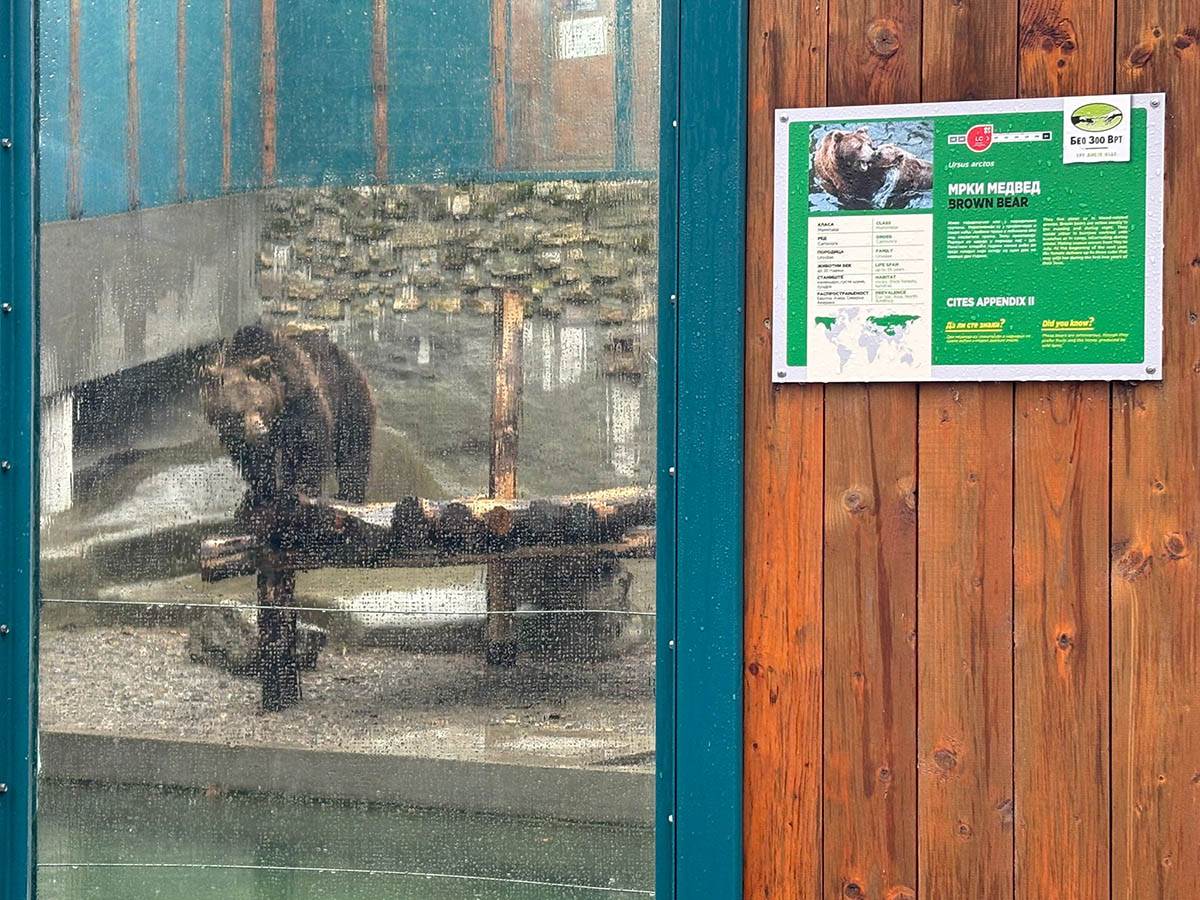 Izašao medved u Zoo vrtu (1).jpg