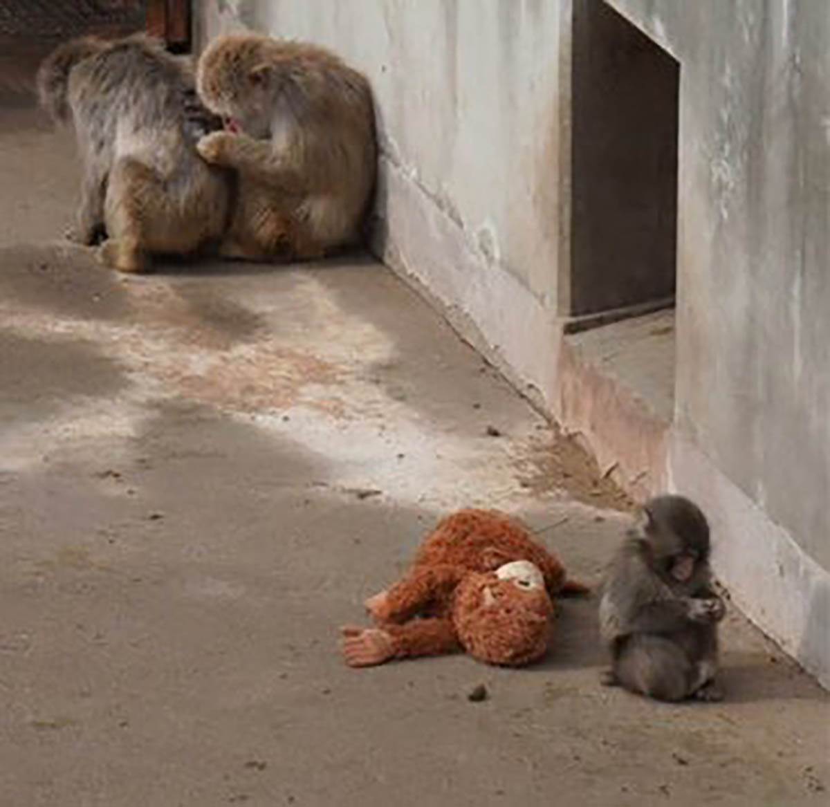 majmun Panč (3).jpg