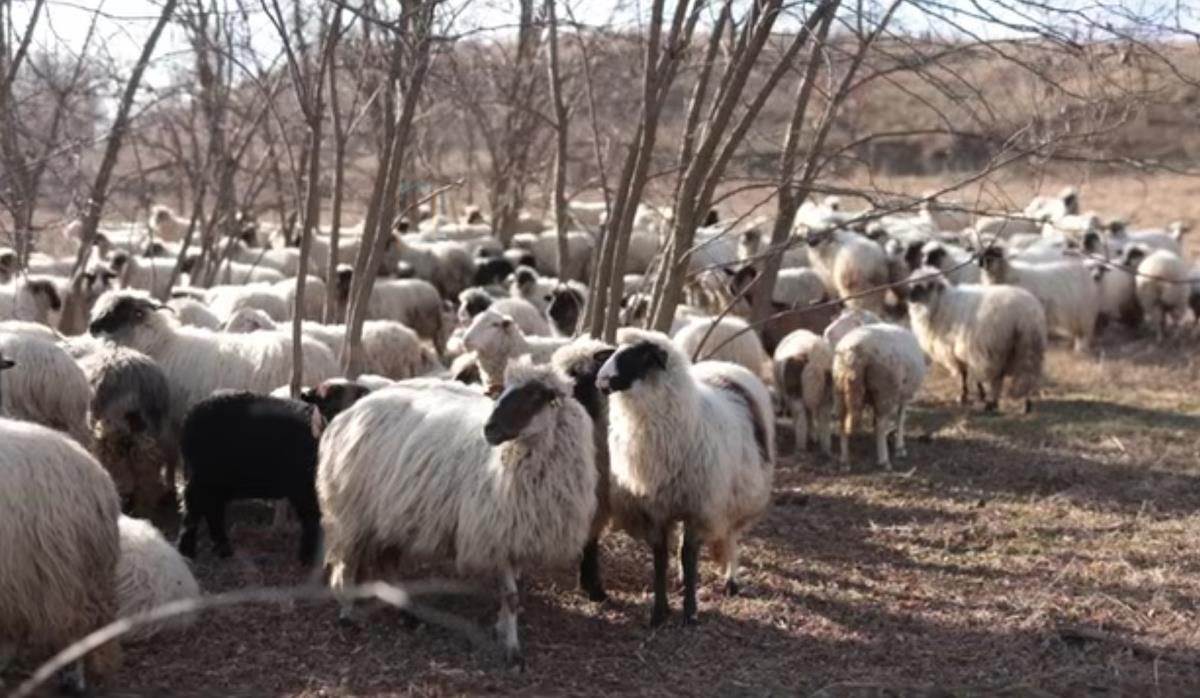 Miloš Škorić nomadski pastir (2).jpg