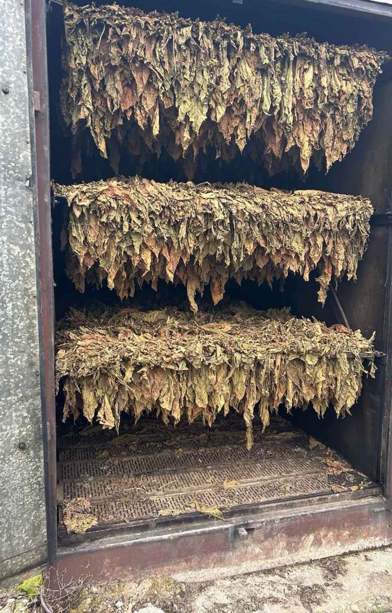 Zaplena duvana (6).jpg