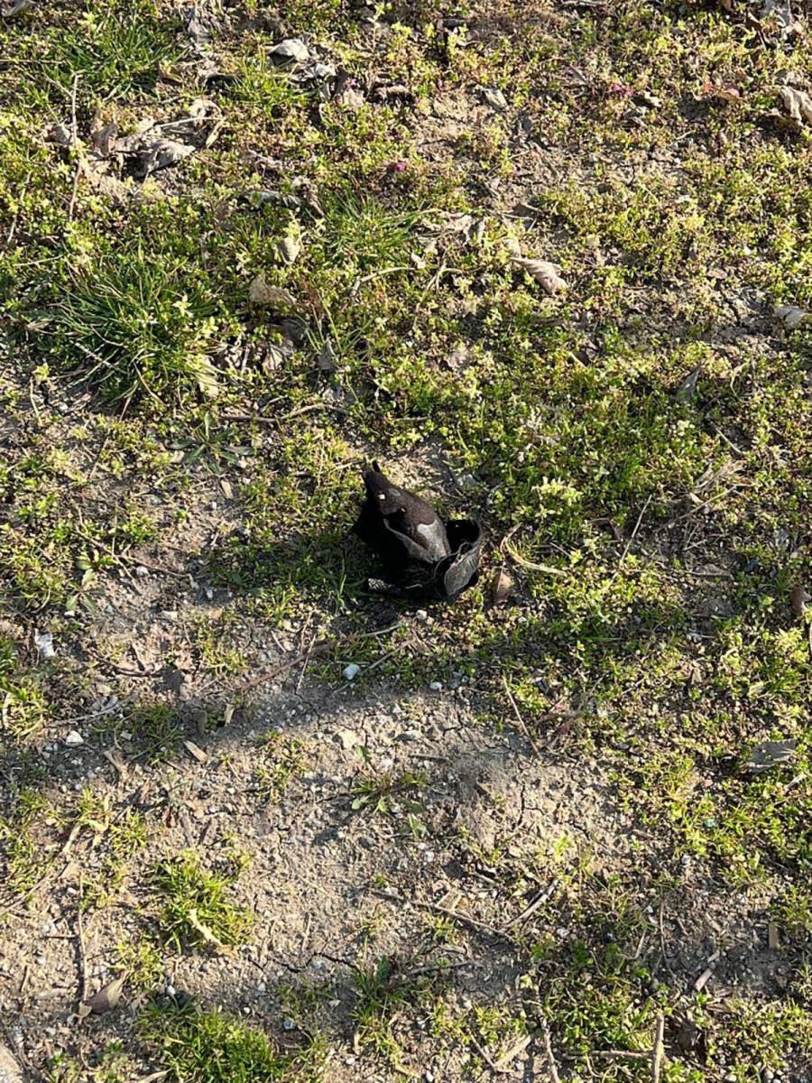 Mesto nesreće gde je stradao Dragan Lazić, jutro posle (16).jpg