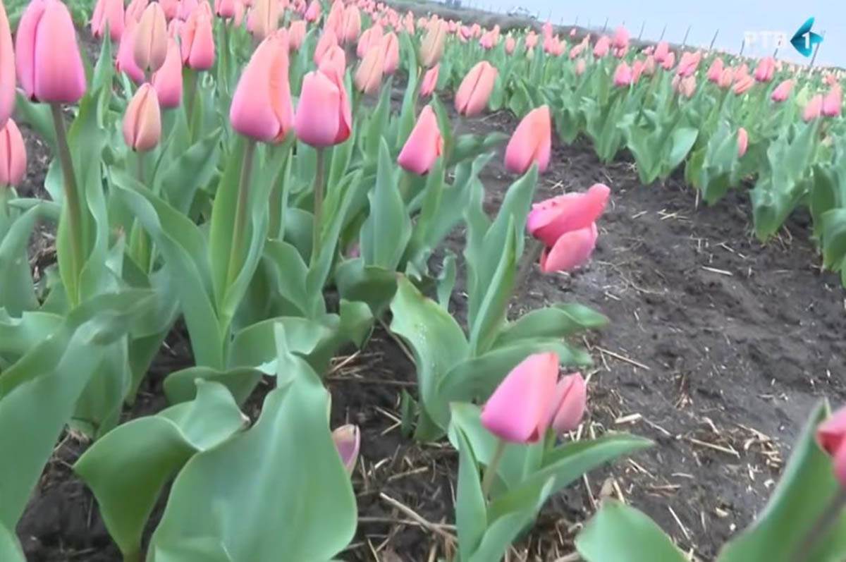 Hildino polje lala u Svetozaru Miletiću