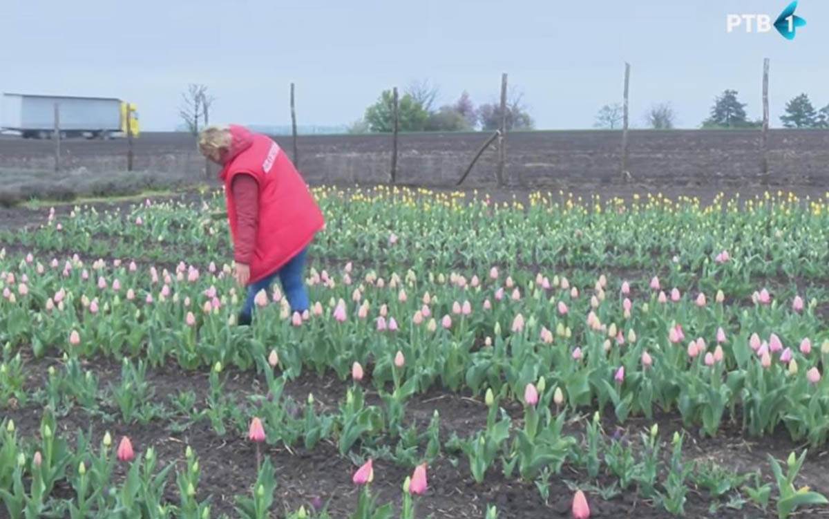 Hildino polje lala u Svetozaru Miletiću