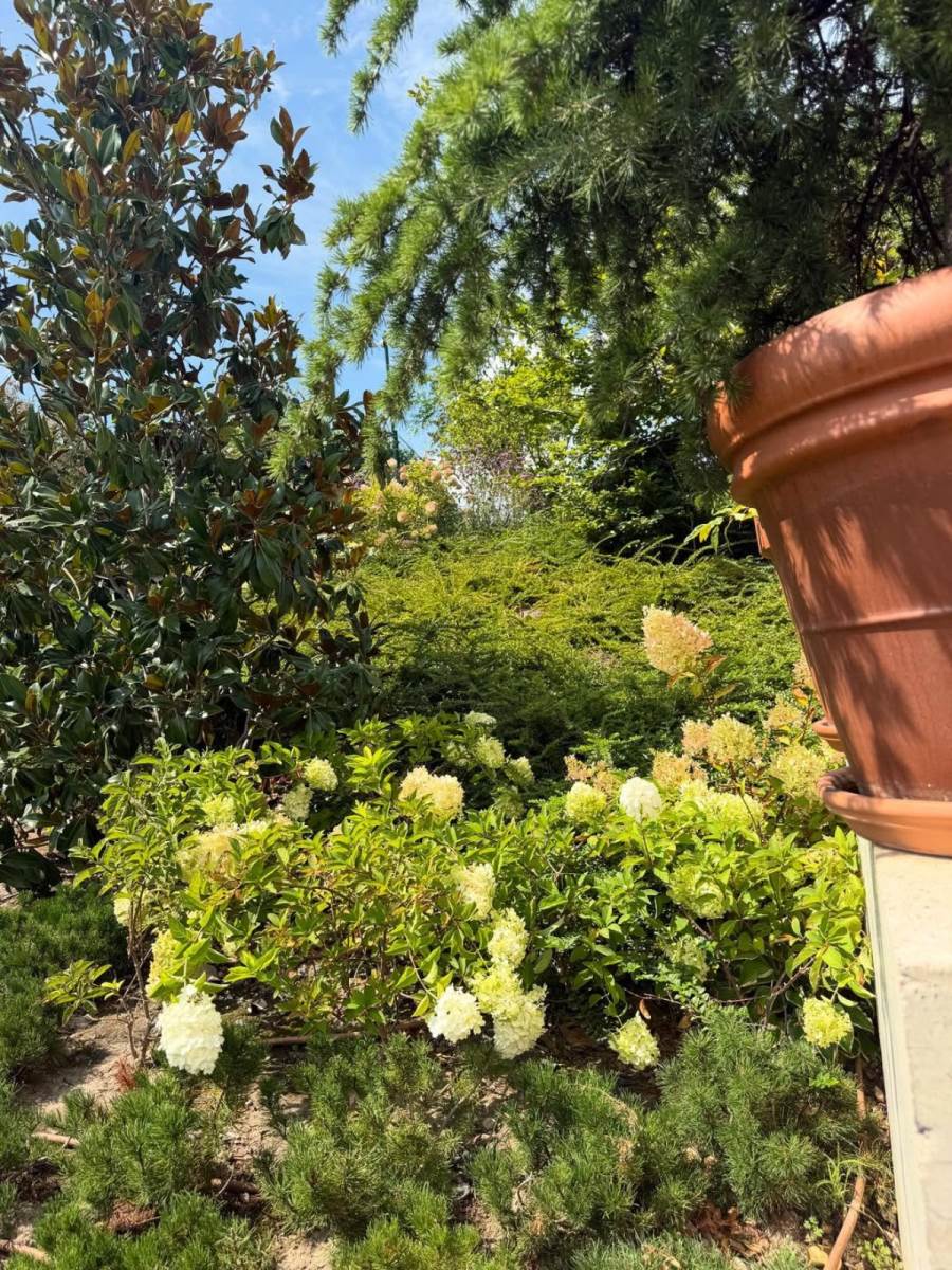 Branka Nevistić kuća i dvorište