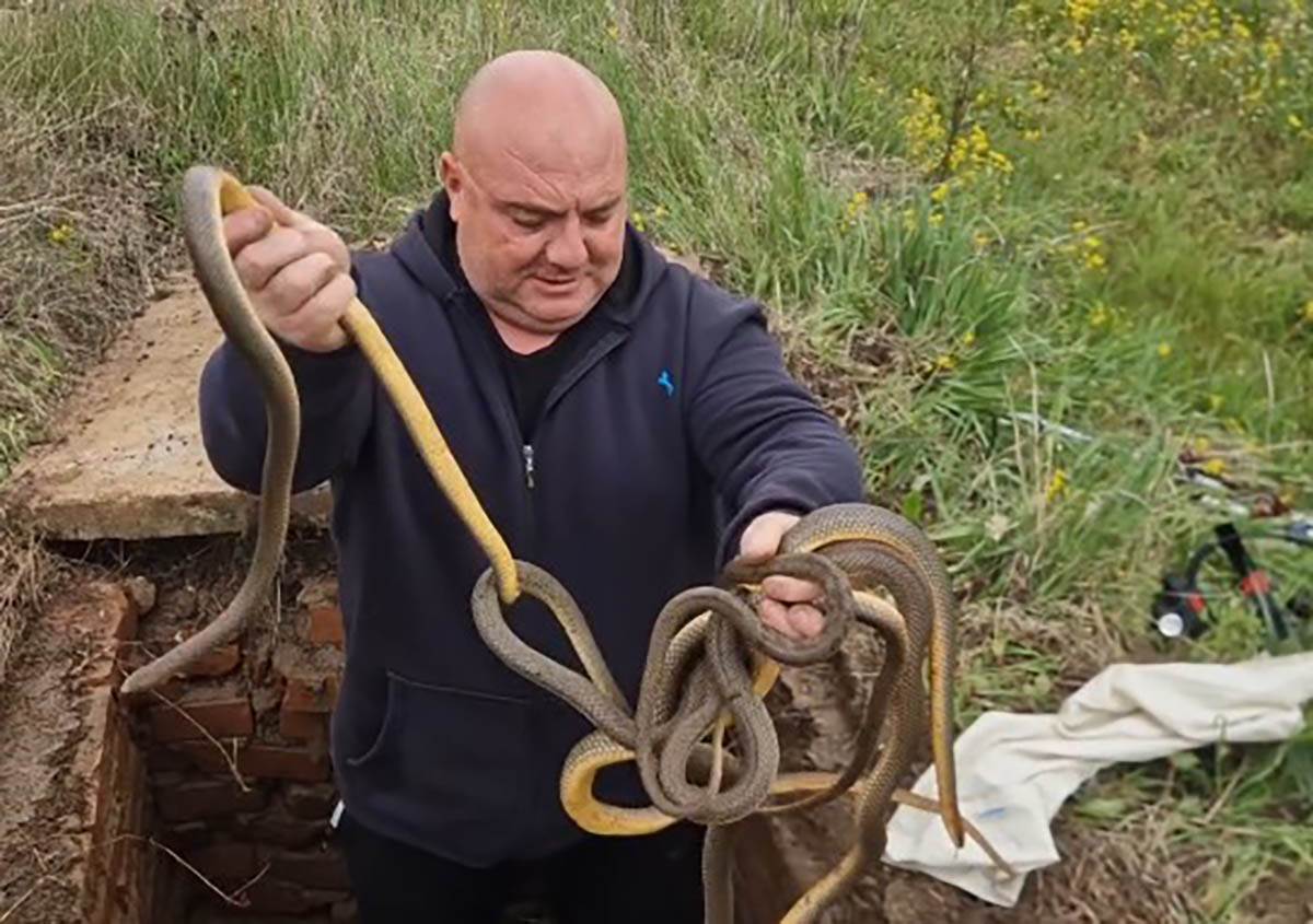 Vladica Stanković izvukao šest smukova iz šahte (2).jpg