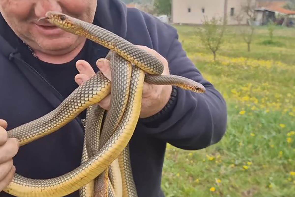 Vladica Stanković izvukao šest smukova iz šahte (5).jpg
