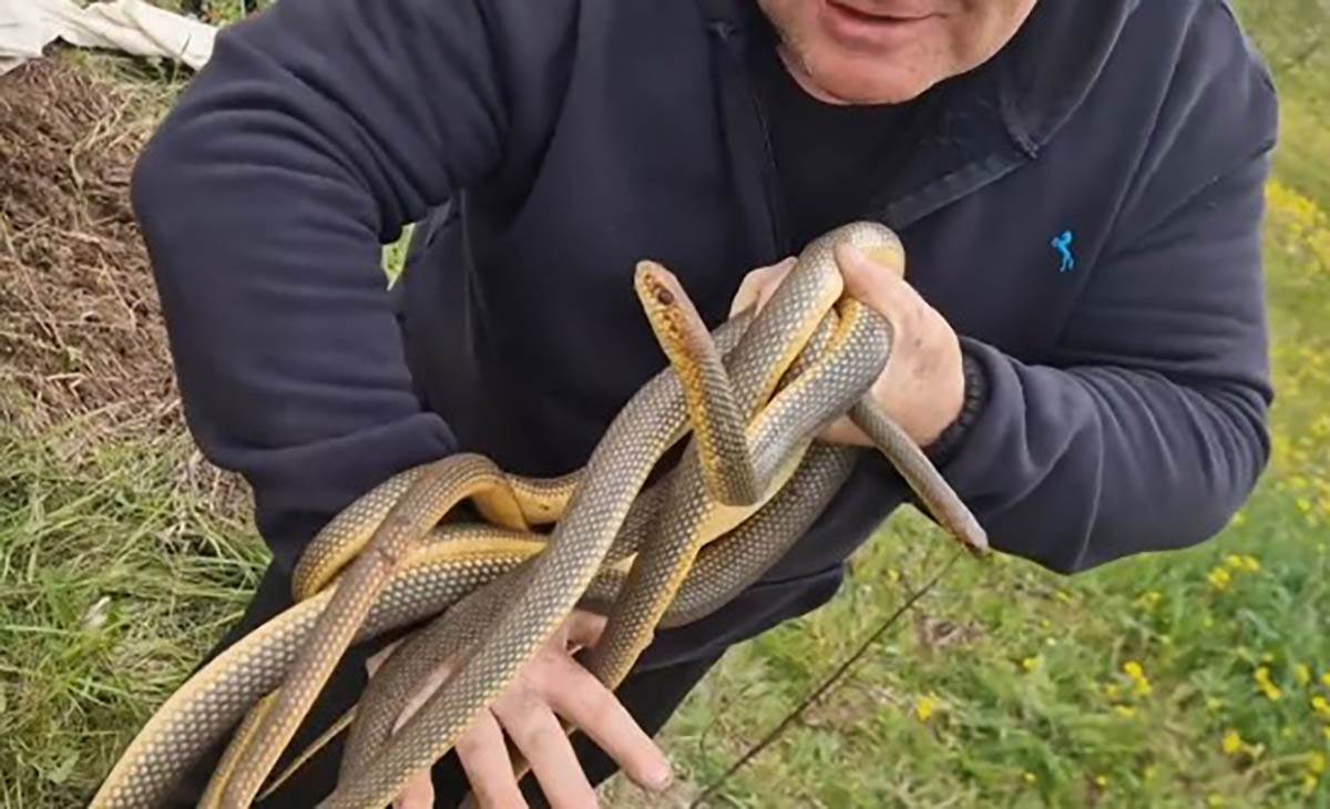 Vladica Stanković izvukao šest smukova iz šahte (7).jpg