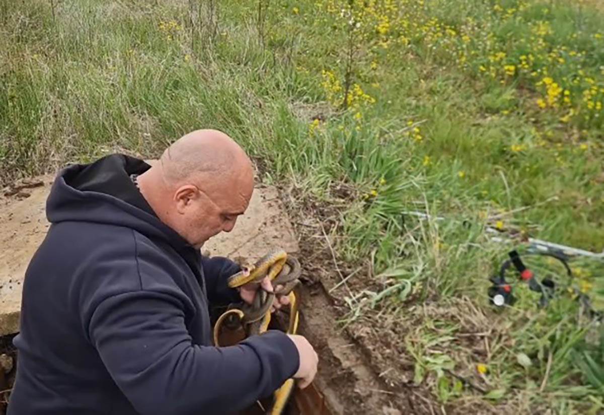 Vladica Stanković izvukao šest smukova iz šahte (9).jpg