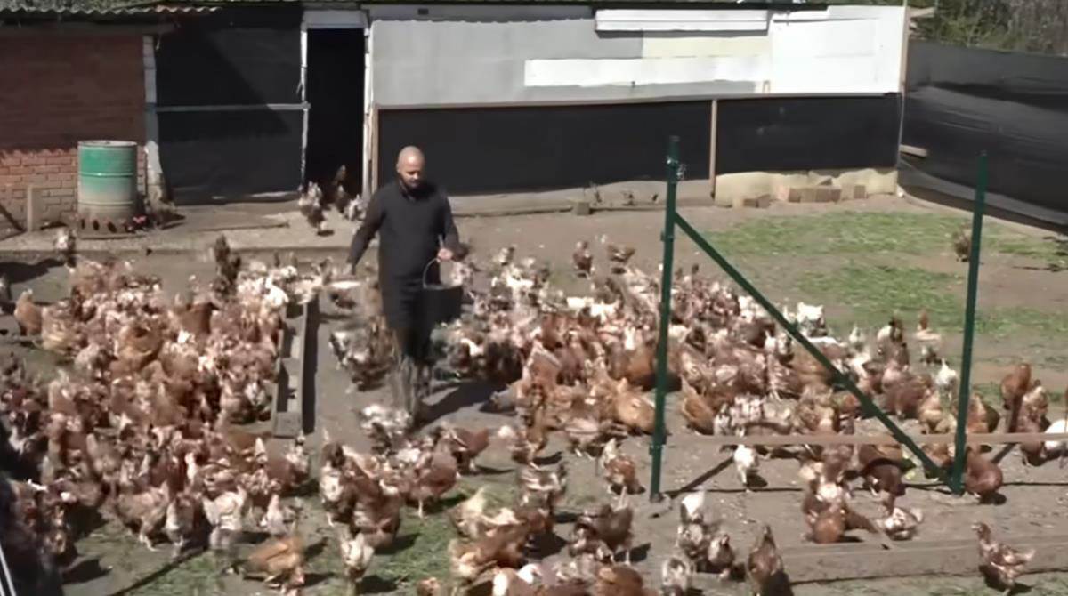 Nemanja iz Obrenovca biznis sa domaćim jajima (1).jpg