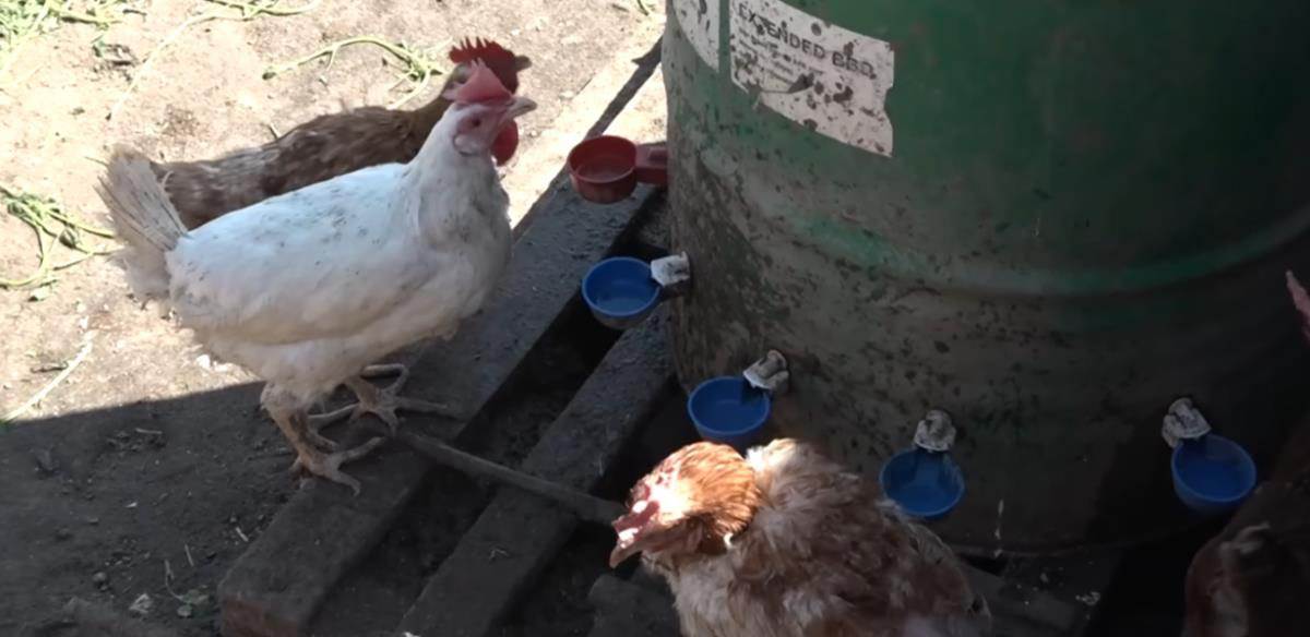 Nemanja iz Obrenovca biznis sa domaćim jajima (4).jpg