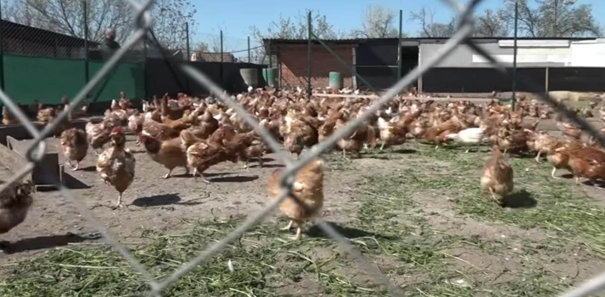 Nemanja iz Obrenovca biznis sa domaćim jajima (5).jpg