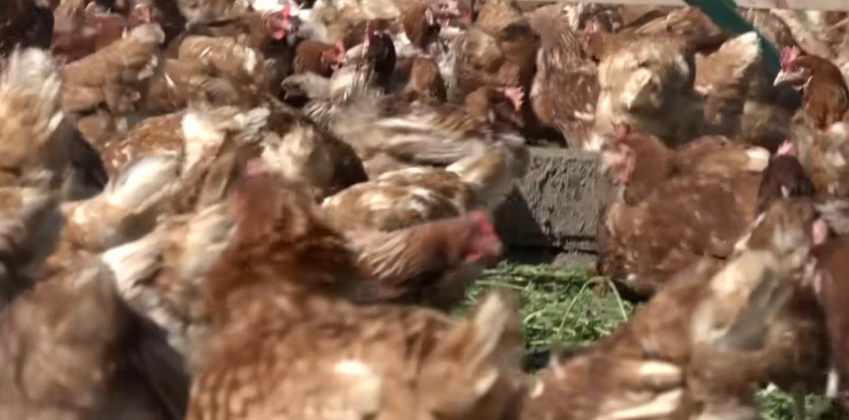 Nemanja iz Obrenovca biznis sa domaćim jajima (7).jpg