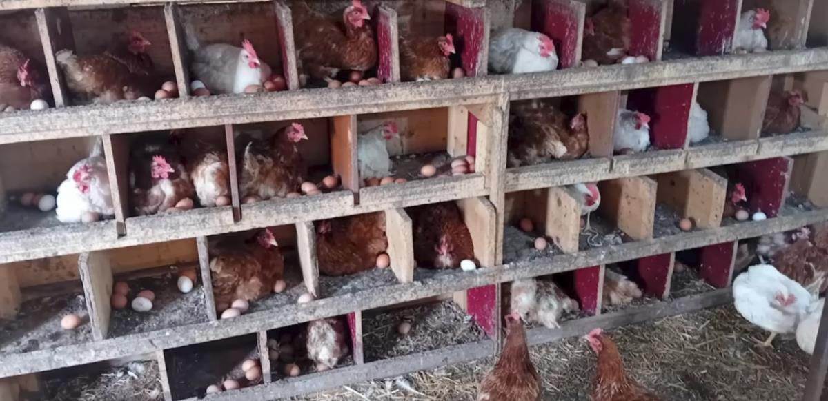 Nemanja iz Obrenovca biznis sa domaćim jajima (8).jpg