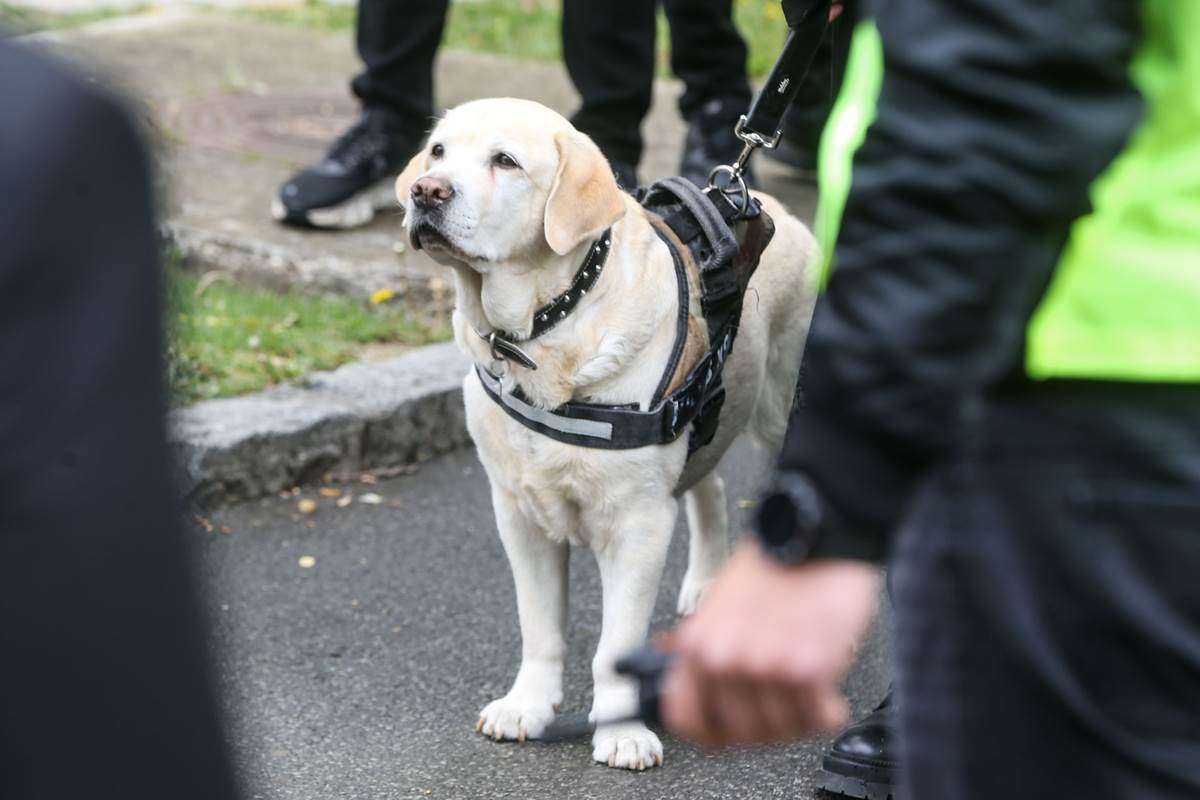 Pas Duška Vujoševića Žuta na njegovoj sahrani na Novom groblju