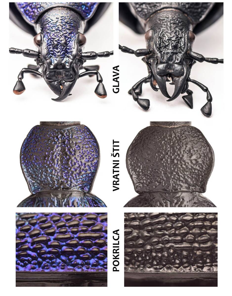 Veliki ljubičasti trčuljak (2).jpg