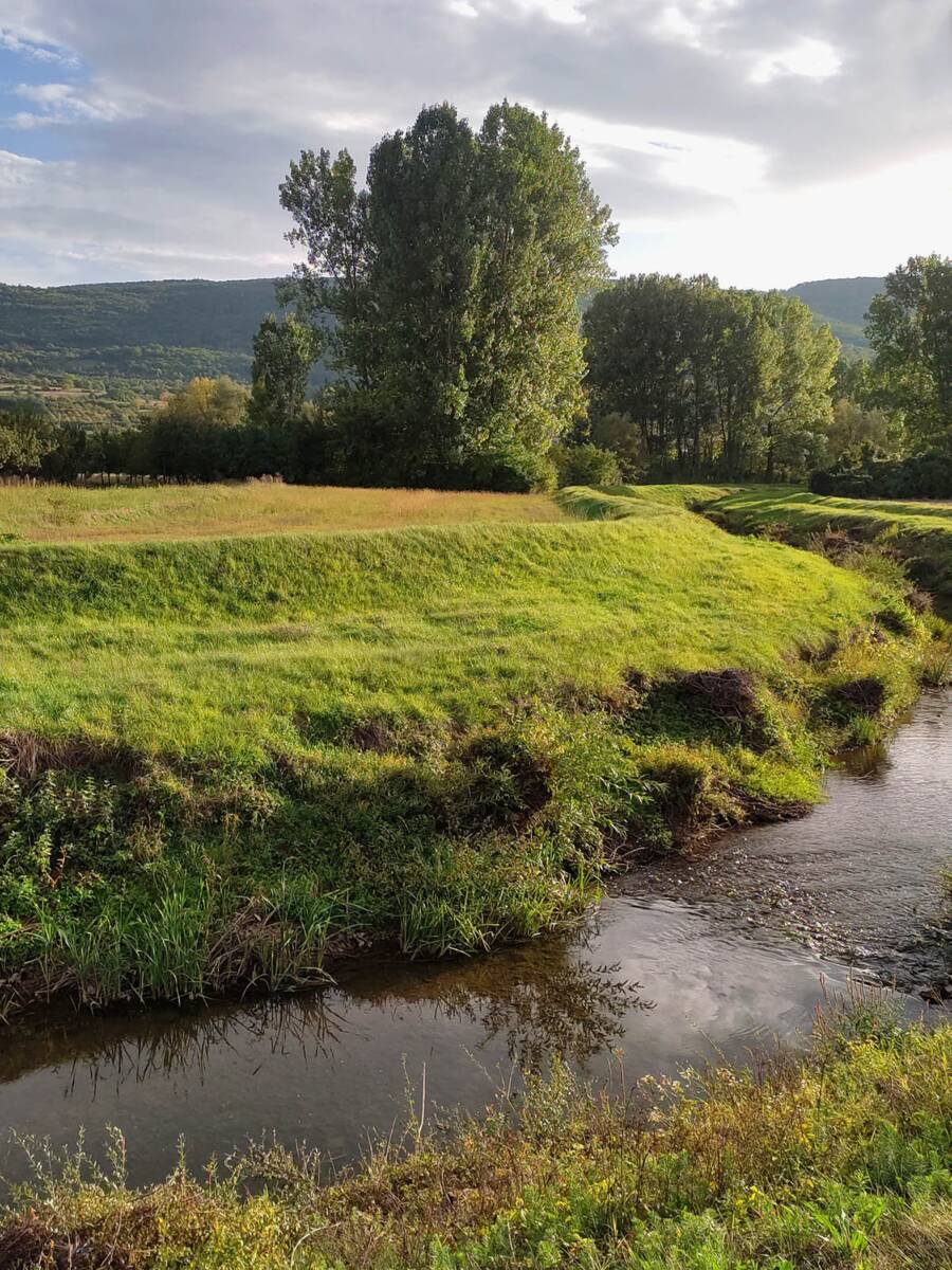 Veliki ljubičasti trčuljak (3).jpg