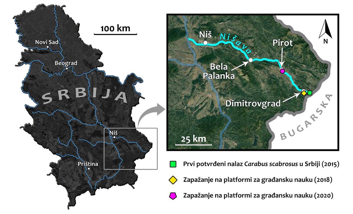 Veliki ljubičasti trčuljak (5).jpg