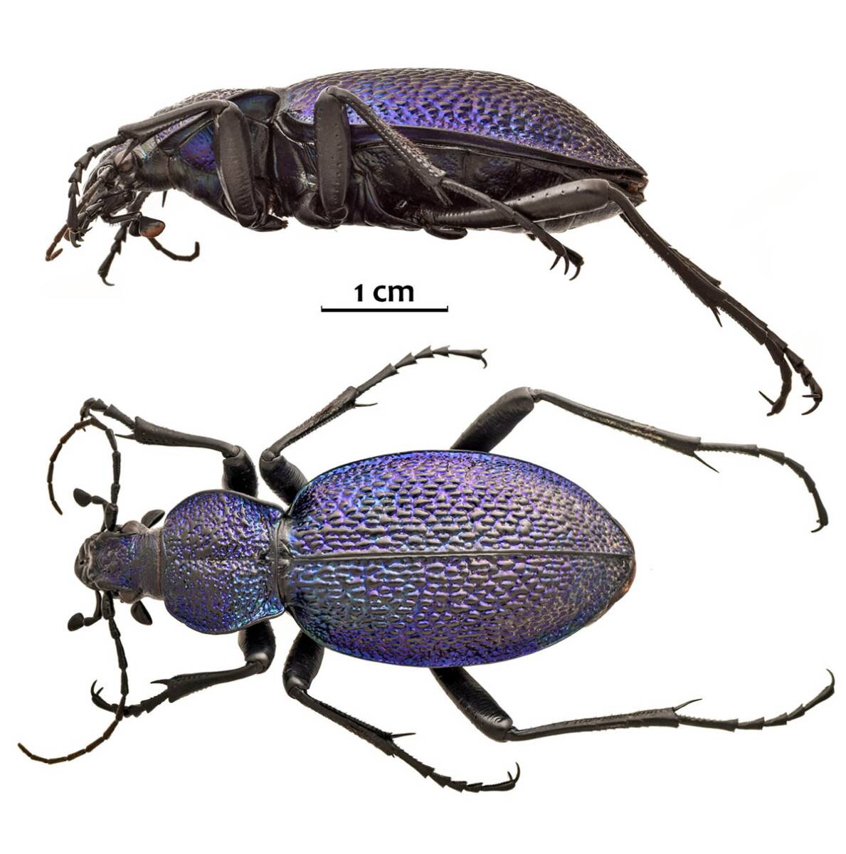 Veliki ljubičasti trčuljak (1).jpg