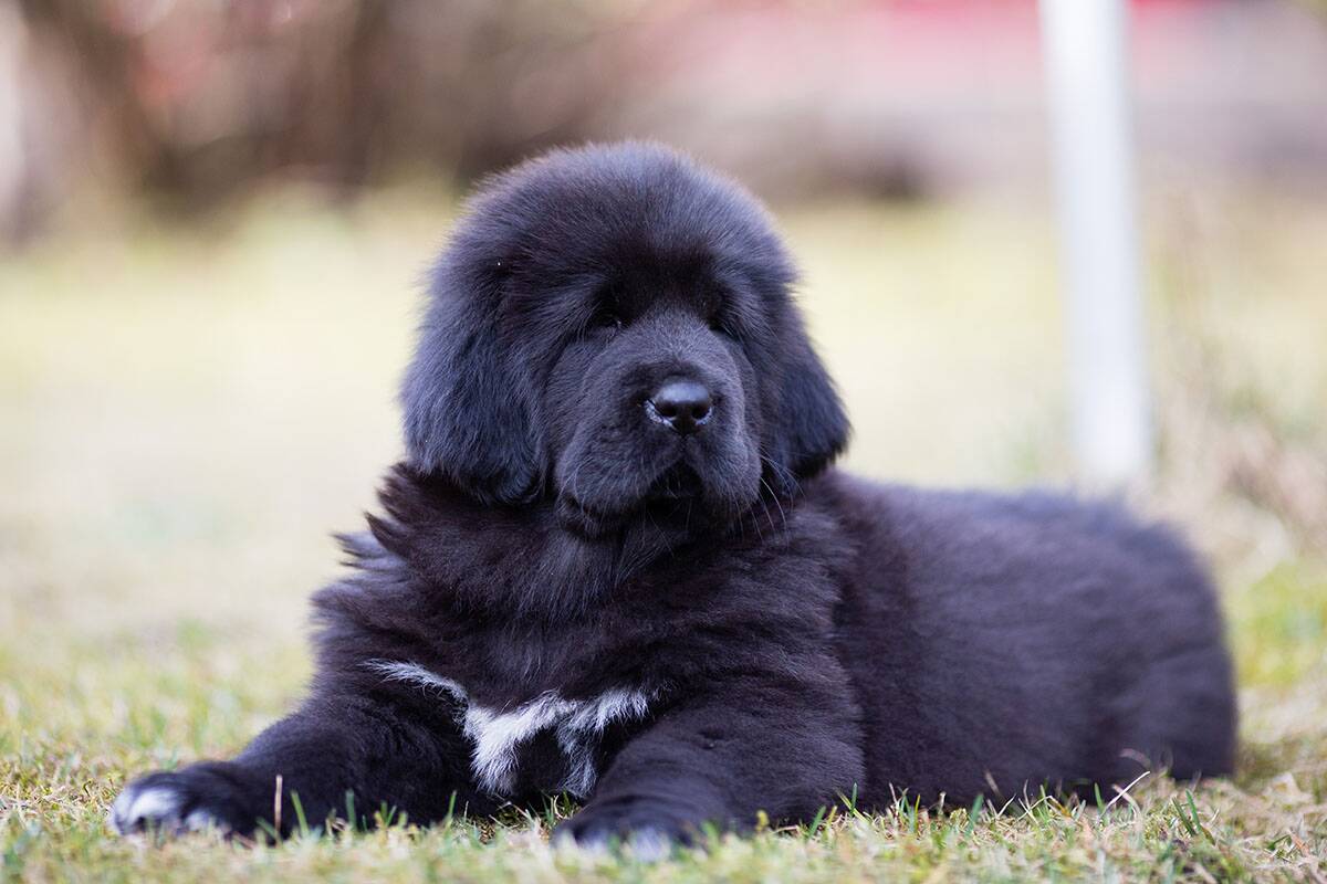 pas, tibetanski mastif