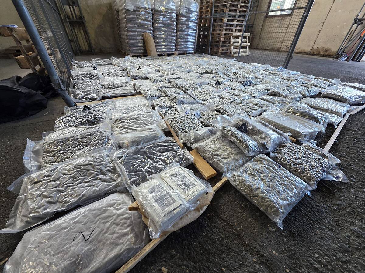 Zaplenjena marihuana (6).jpg