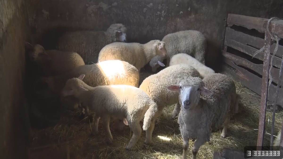 Veljko (23) sa suprugom Tijanom ostao na dedovini.jpg