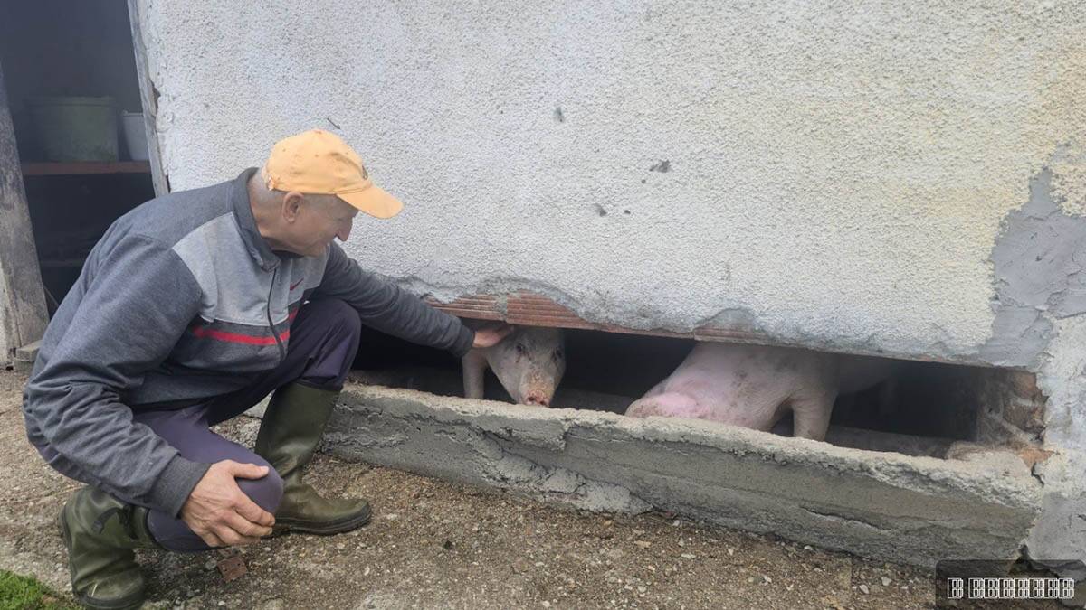 Neobično prase bez ušiju pod Maljenom 4.jpg