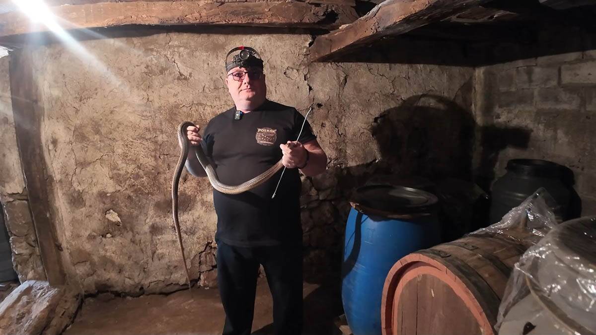 Dok je pekao rakiju Slobodanu opasni gmizavac došao iznad glave (9).jpg