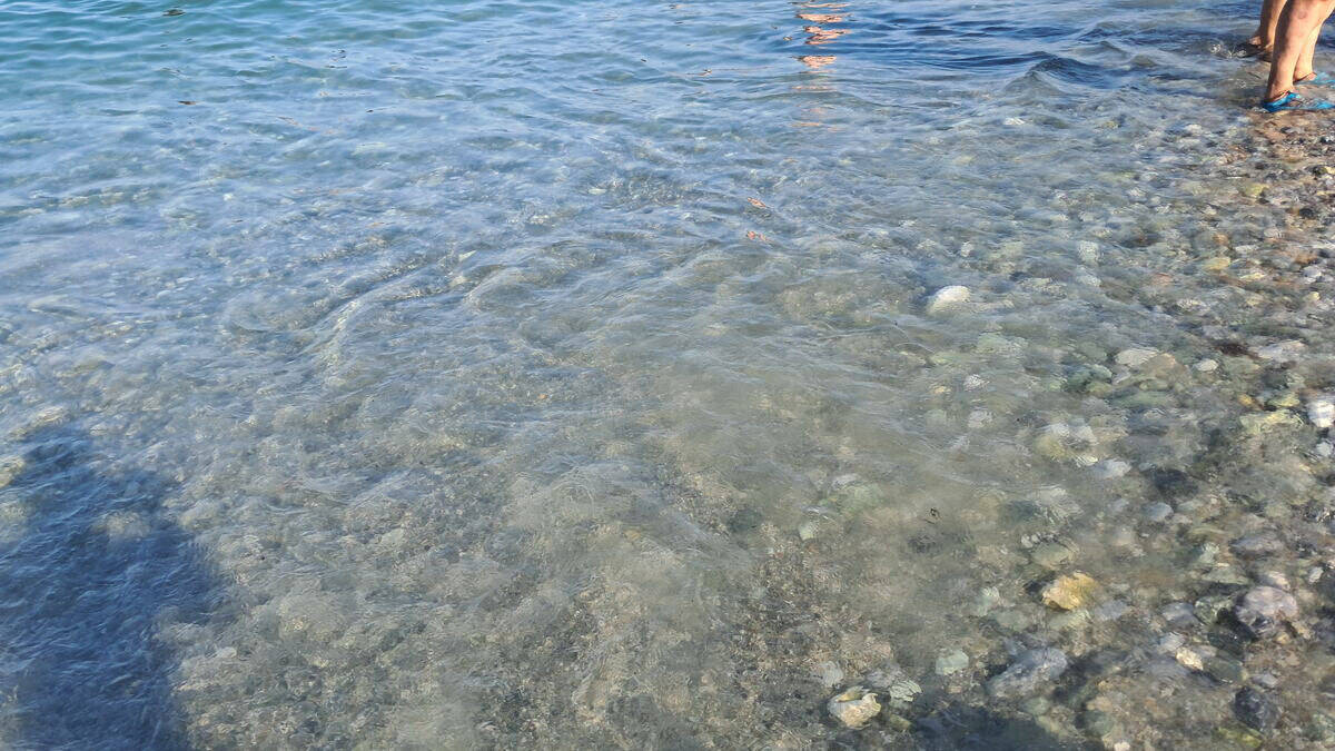 Hobotnica na plaži u Grčkoj (5).jpg