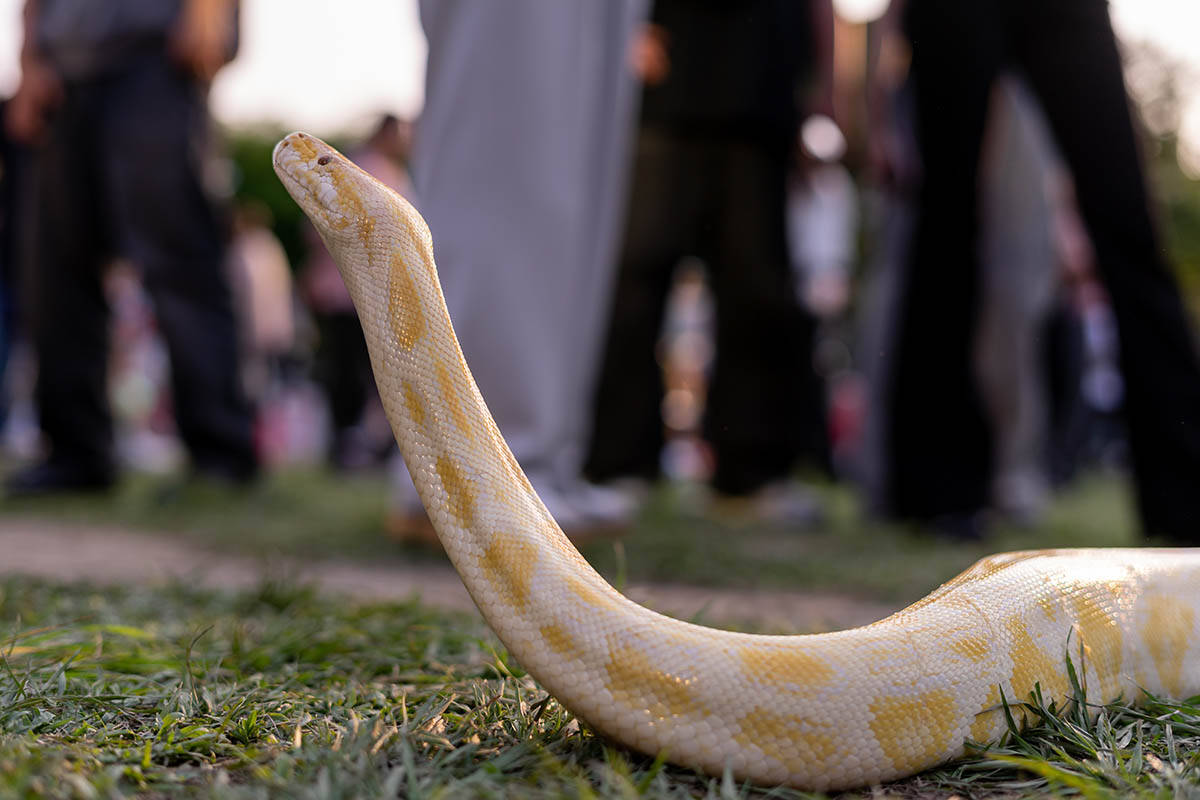 Albino piton zmija