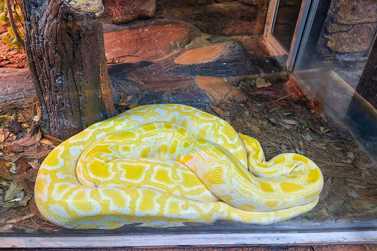 Albino piton zmija