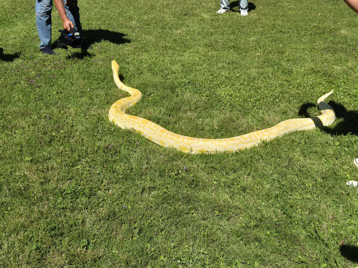 Žuti piton iz Zoo vrta (3).jpg
