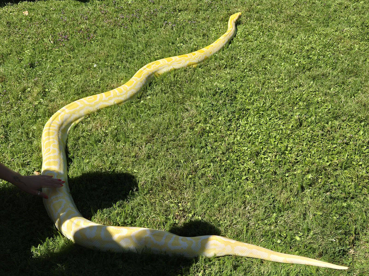 Žuti piton iz Zoo vrta (5).jpg