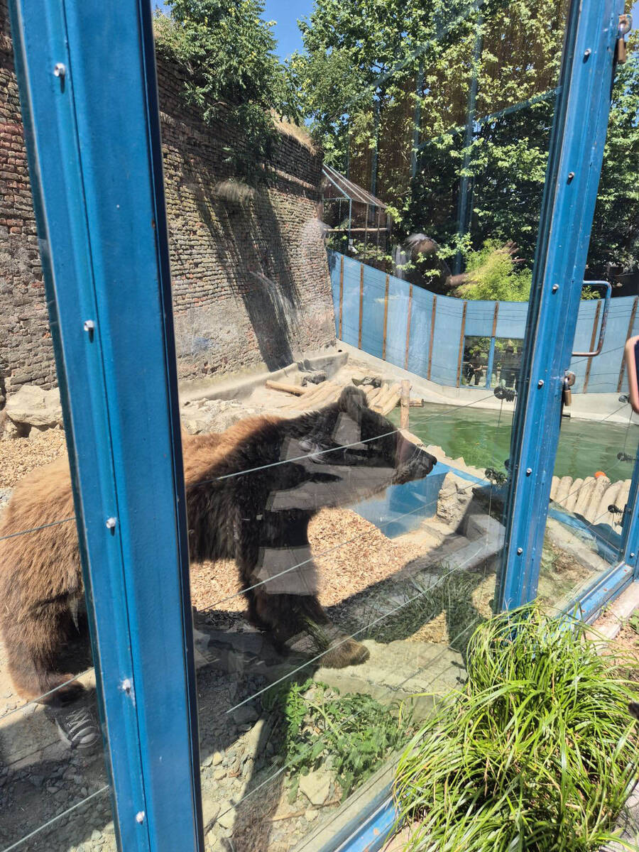 medvedice zoo vrt 3.jpg