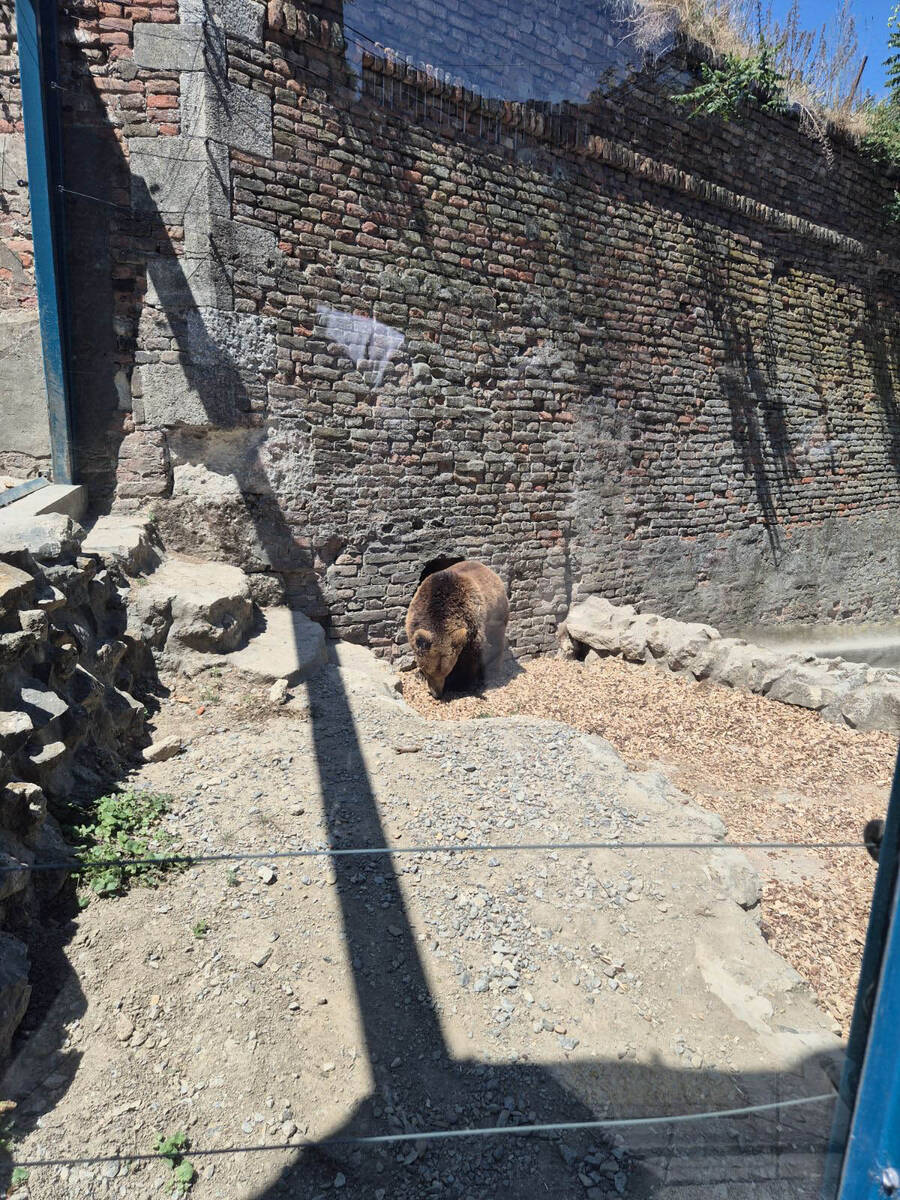 medvedice zoo vrt 8.jpg