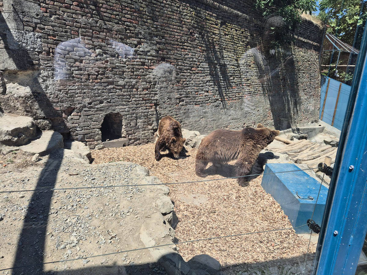 medvedice zoo vrt 9.jpg