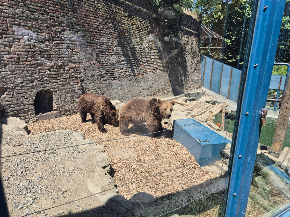 medvedice zoo vrt 10.jpg