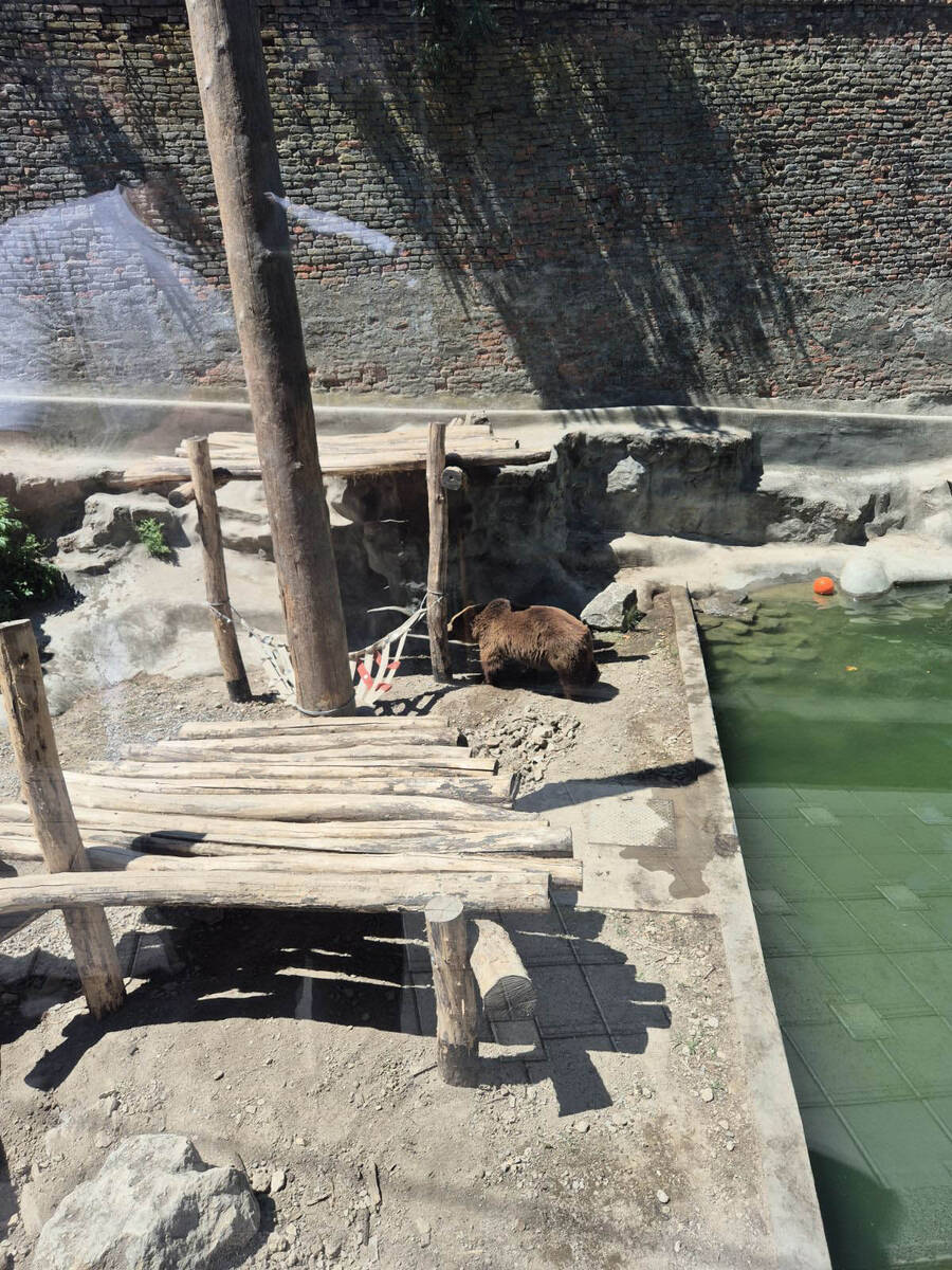 medvedice zoo vrt 1.jpg