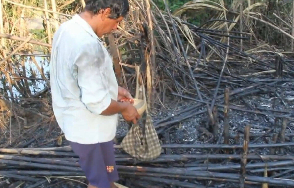 Tsimane